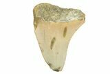 Bargain, Juvenile Megalodon Tooth - North Carolina #294432-1